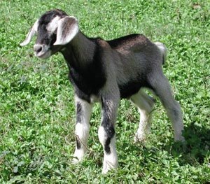 Black Bengal Goat Weight Chart